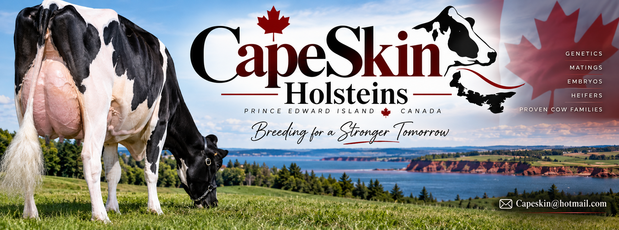 CapeSkin Holsteins — Prince Edward Island, Canada. Breeding for a Stronger Tomorrow.