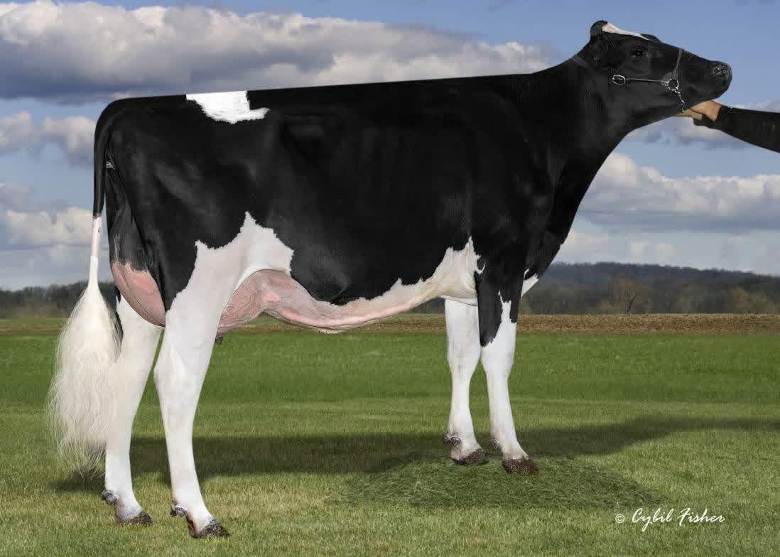 Kings-Ransom Gamdy Digit-ET EX-90-4YR-CAN